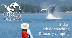 Orca Dreams whale watching camping near Telegraph Cove BC