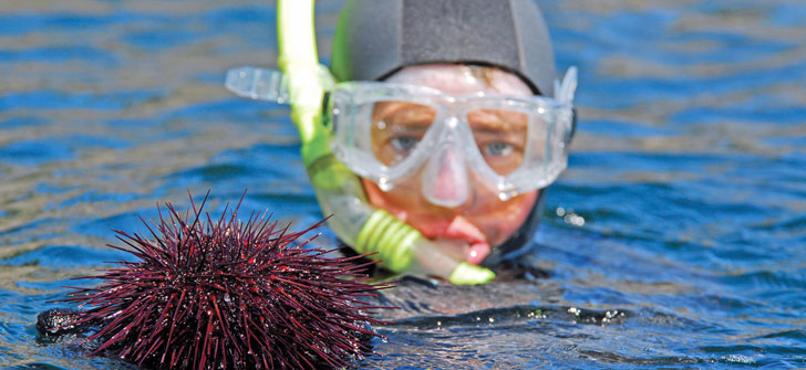 underwater sea life around Quadra Island, British Columbia, Canada